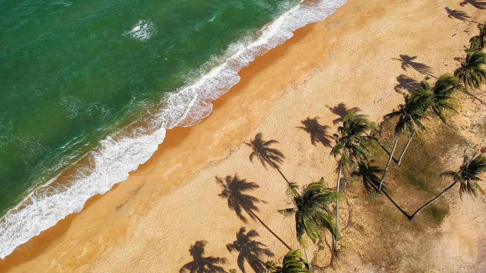Vista aérea de uma faixa de areia dourada com coqueiros projetando sombras e mar verde quebrando na margem