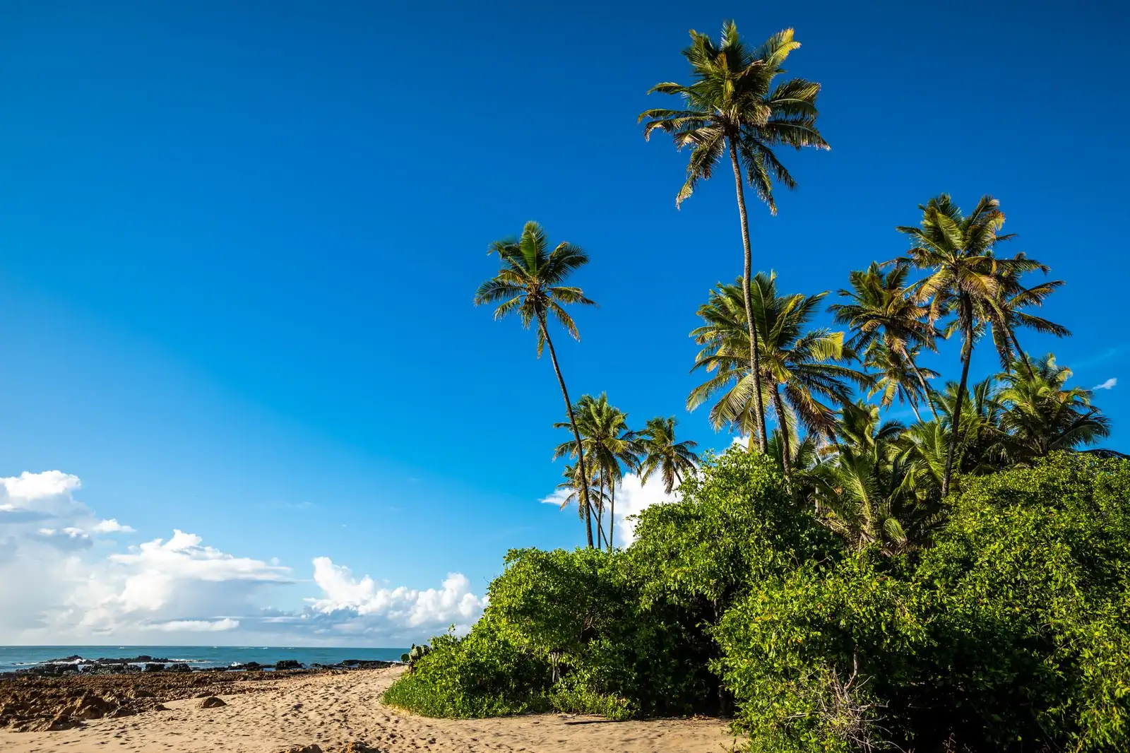 Praia de areia clara com coqueiros altos, vegetação verde e o mar azul ao fundo em dia de céu limpo