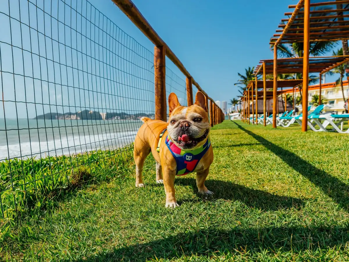 Buldogue francês no gramado à beira-mar do El Aram Imirá, com a cerca, o mar e as espreguiçadeiras ao fundo