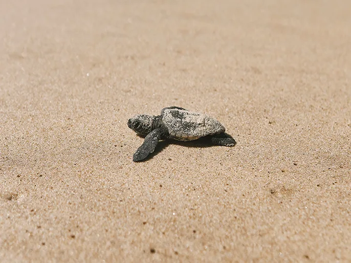 Filhote de tartaruga marinha na areia da praia