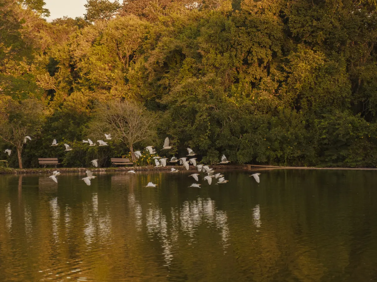 Garças brancas voando sobre o lago do Lagos de Jurema, com a mata ao fundo