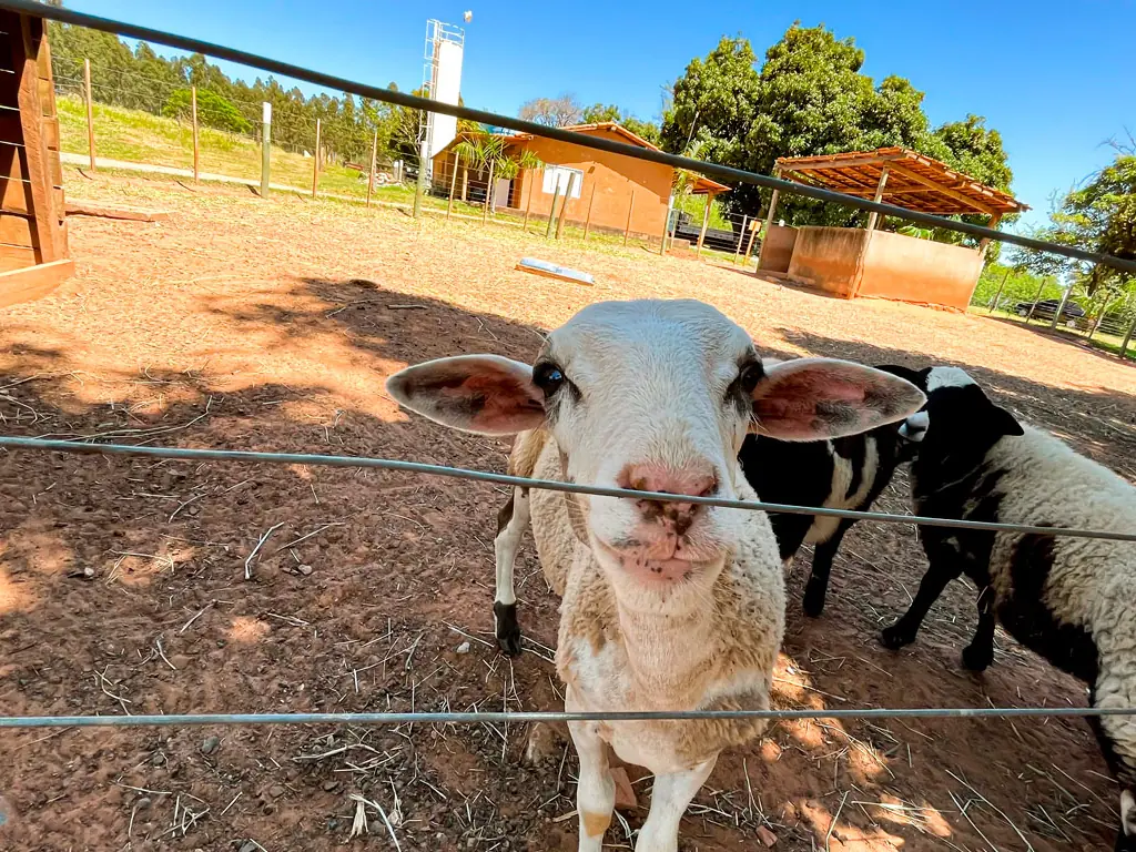 Ovelhas na cerca da fazendinha do Terra Parque