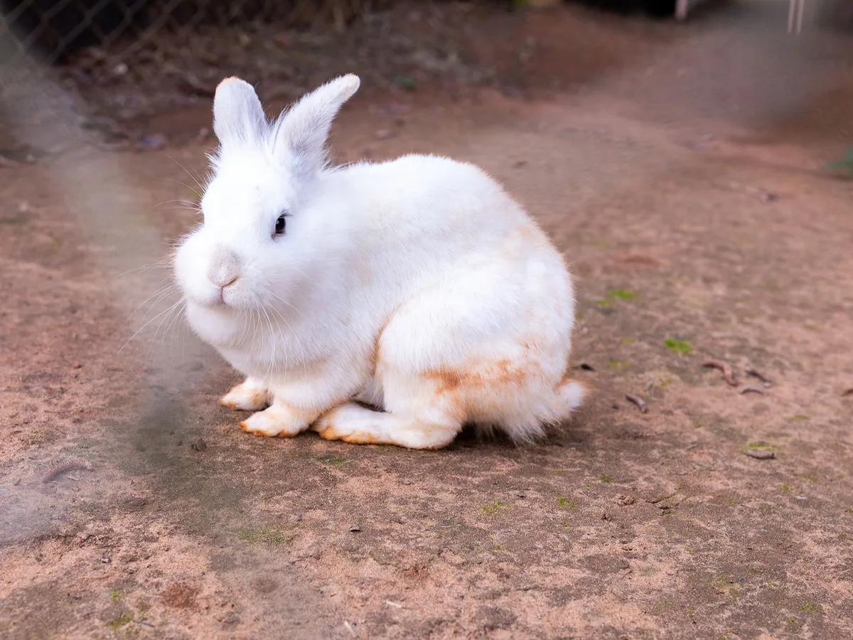 Coelho branco da fazendinha do Vale das Águas
